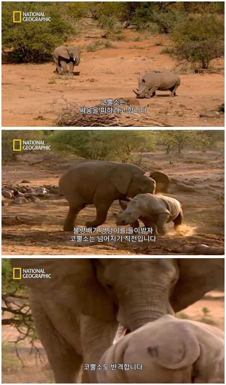 코뿔소 vs 코끼리_6.jpg