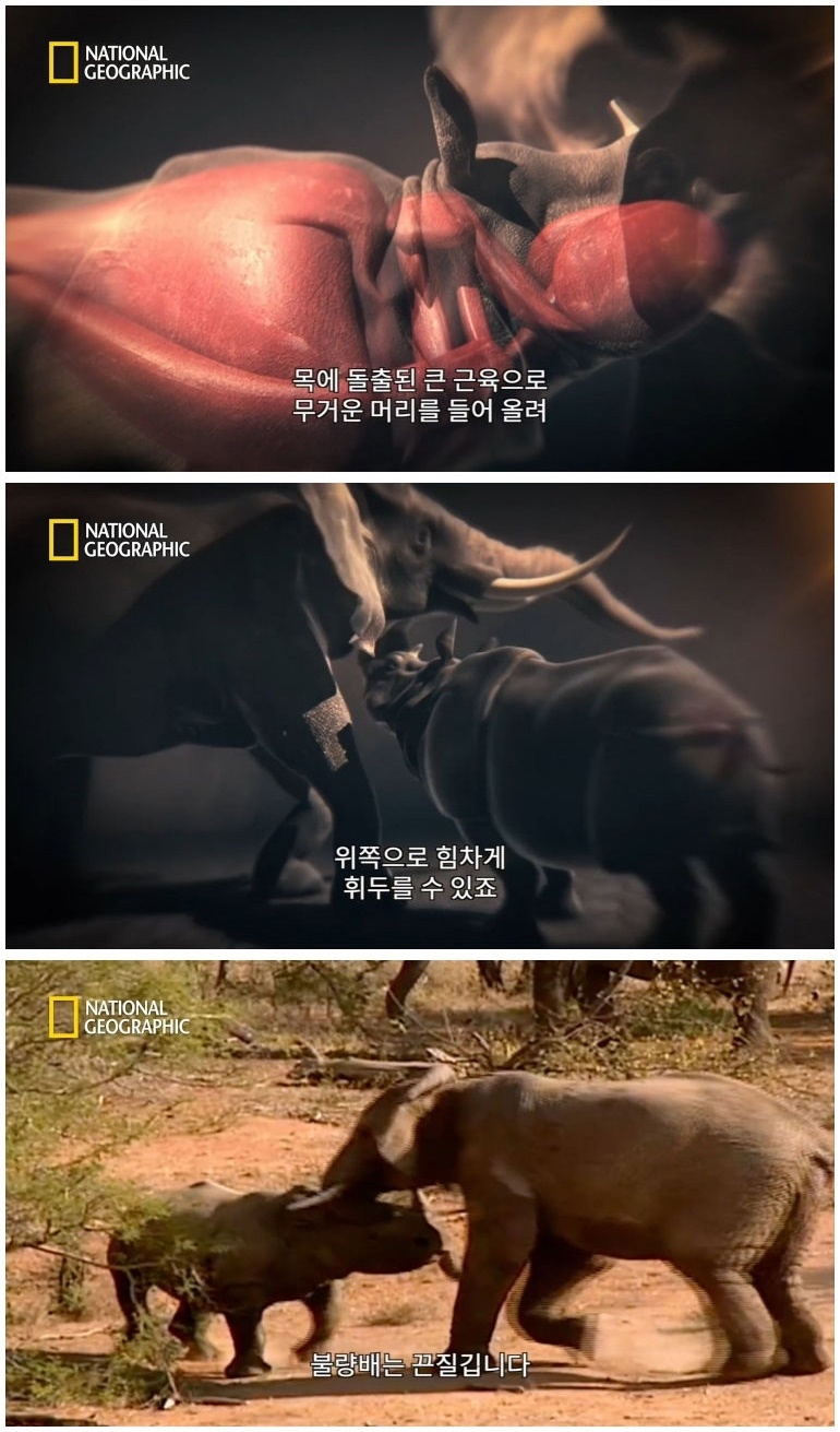 코뿔소 vs 코끼리_9.jpg