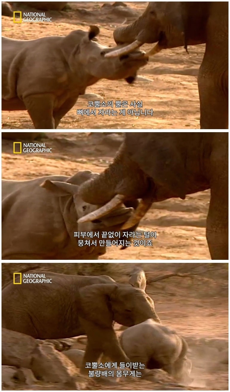 코뿔소 vs 코끼리_10.jpg