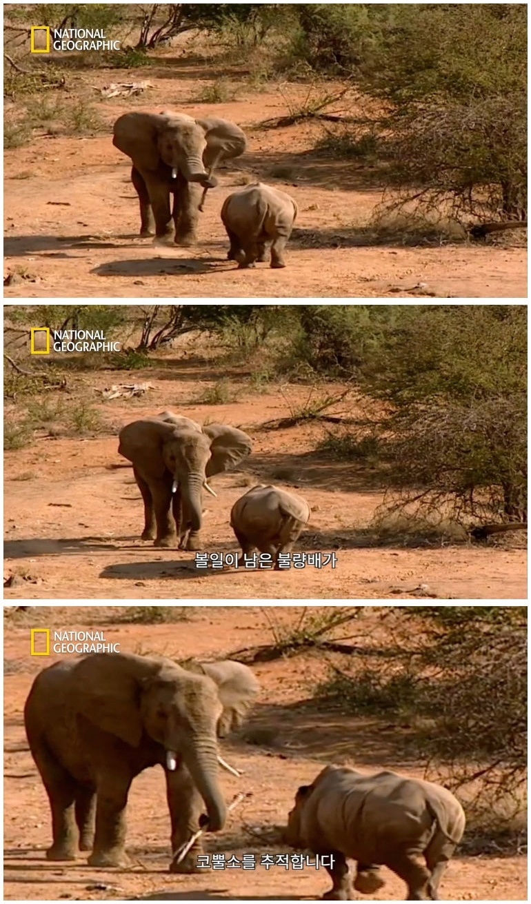 코뿔소 vs 코끼리_14.jpg