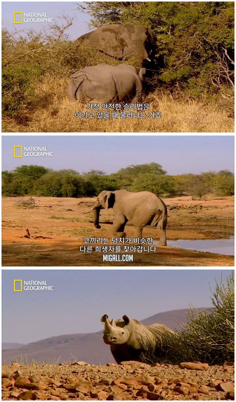 코뿔소 vs 코끼리_16.jpg