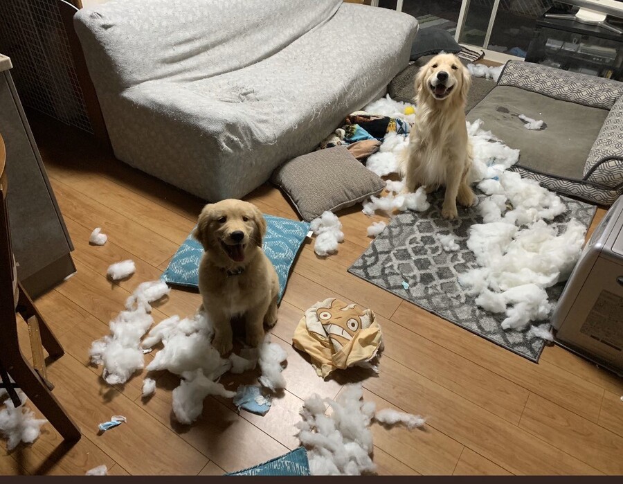 슬슬 개 혐오를 불러와 볼까나?_1.jpeg