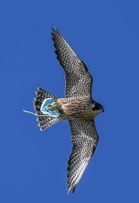 마스크 버릴 때 귀걸이를 잘라주세요.jpg_3.jpg