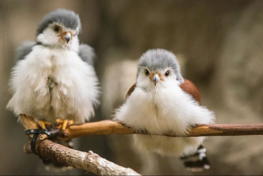 작고 귀여운 매형_3.jpg