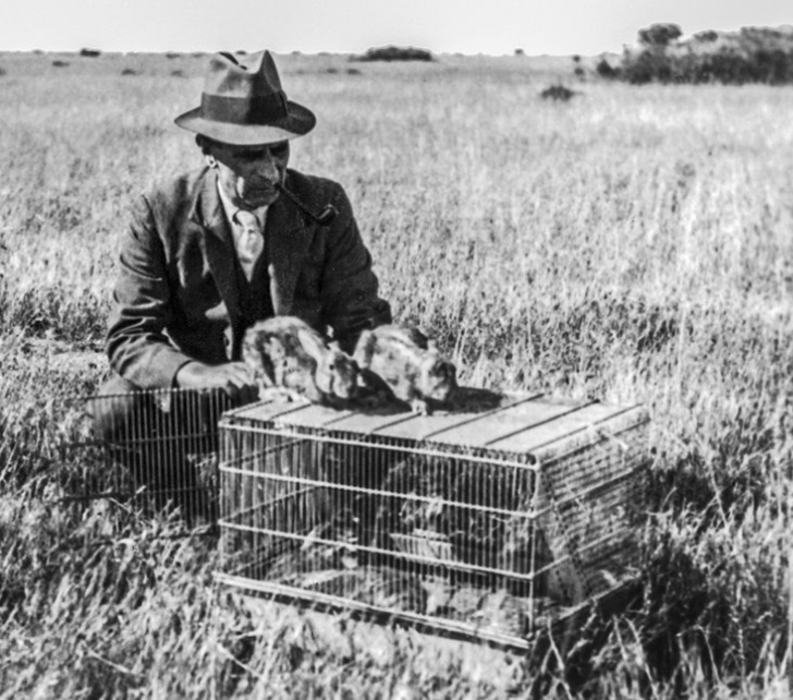 영국놈들이 호주에 가져온 재앙_3.jpg