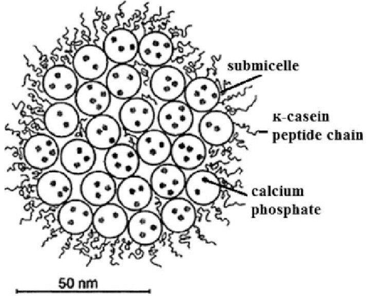 노아쨩) 노아쨩 버터하고 치즈의 차이점이 뭐야?_5.png