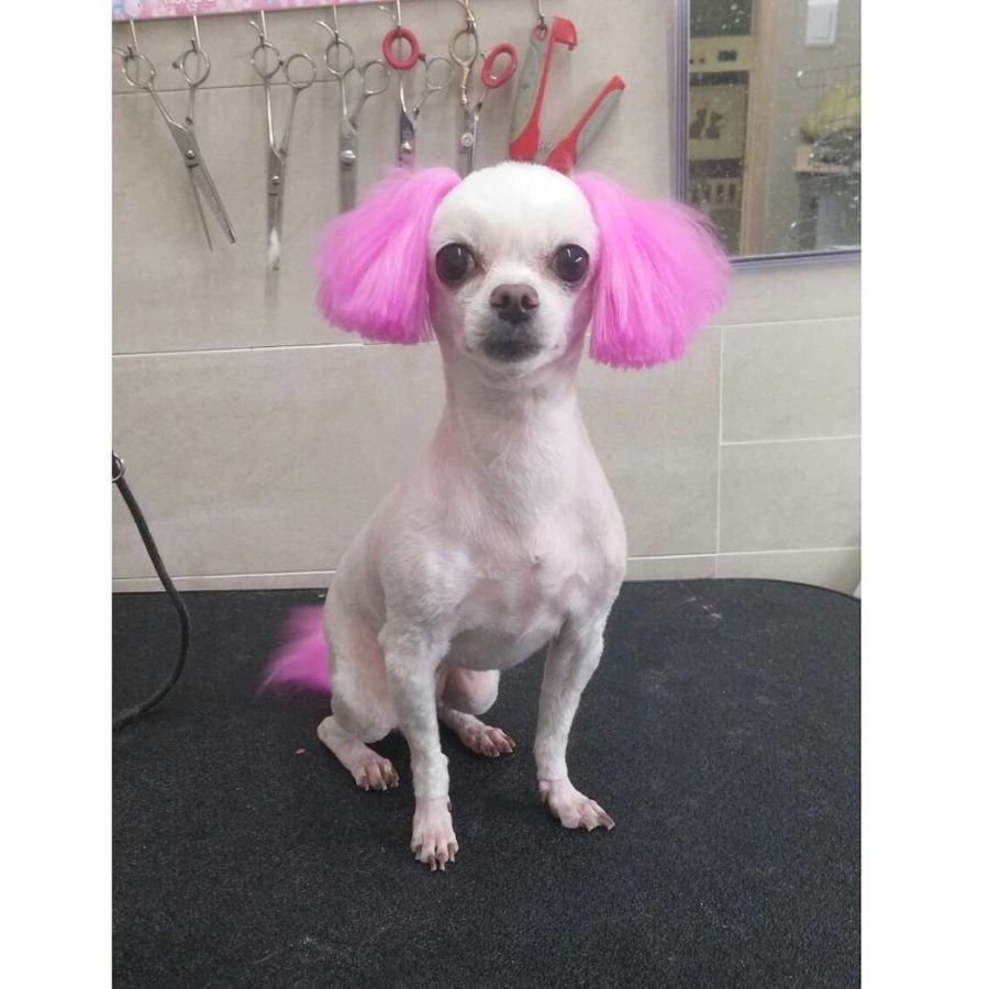 뽀삐미용실 이미지