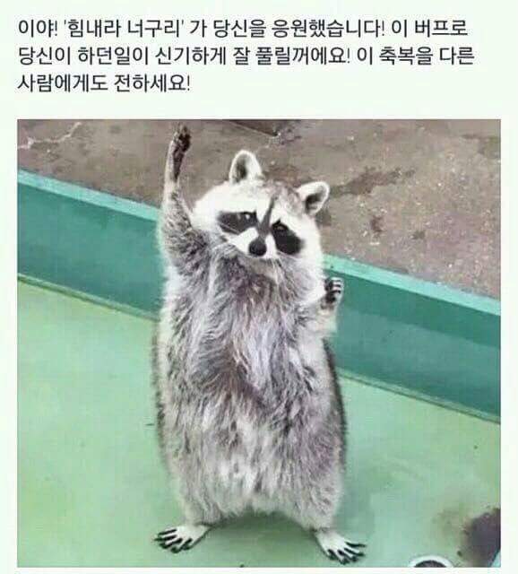 힘내라 너구리.jpeg