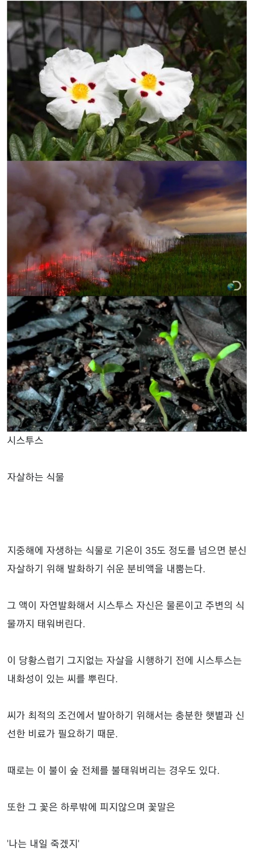 이기적이기 그지없는 식물 '시스투스'_1.jpg