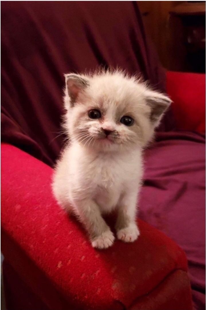 아기 고양이의 포효_2.jpg