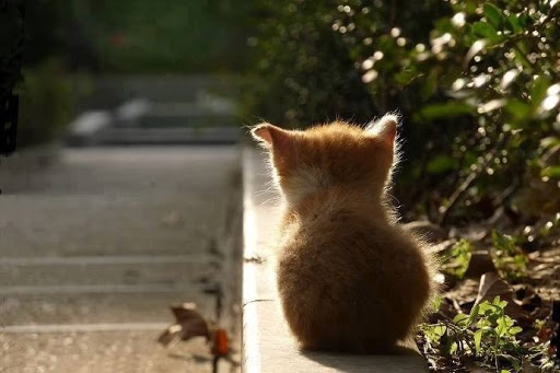 고양이 뒷통수 짤 구함_3.jpg