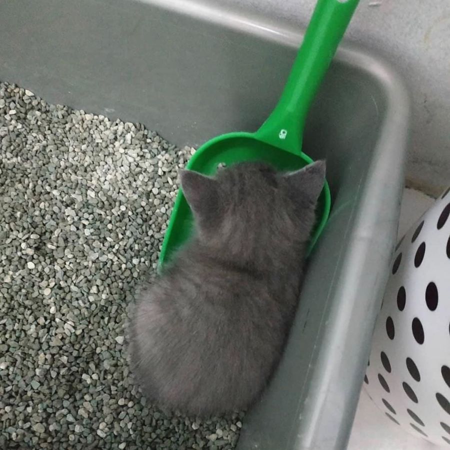 고양이 뒷통수 짤 구함_6.jpeg