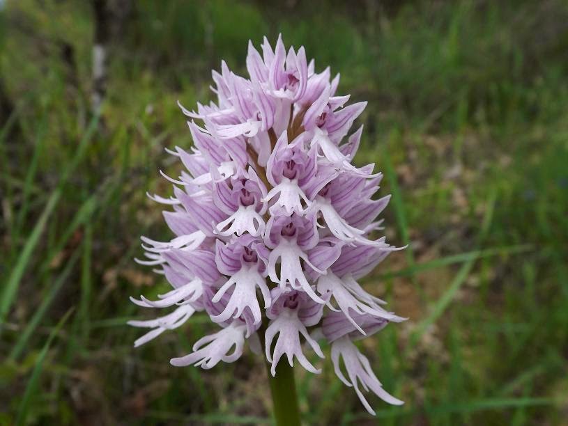 Orchis italica inflorescence 1.JPG