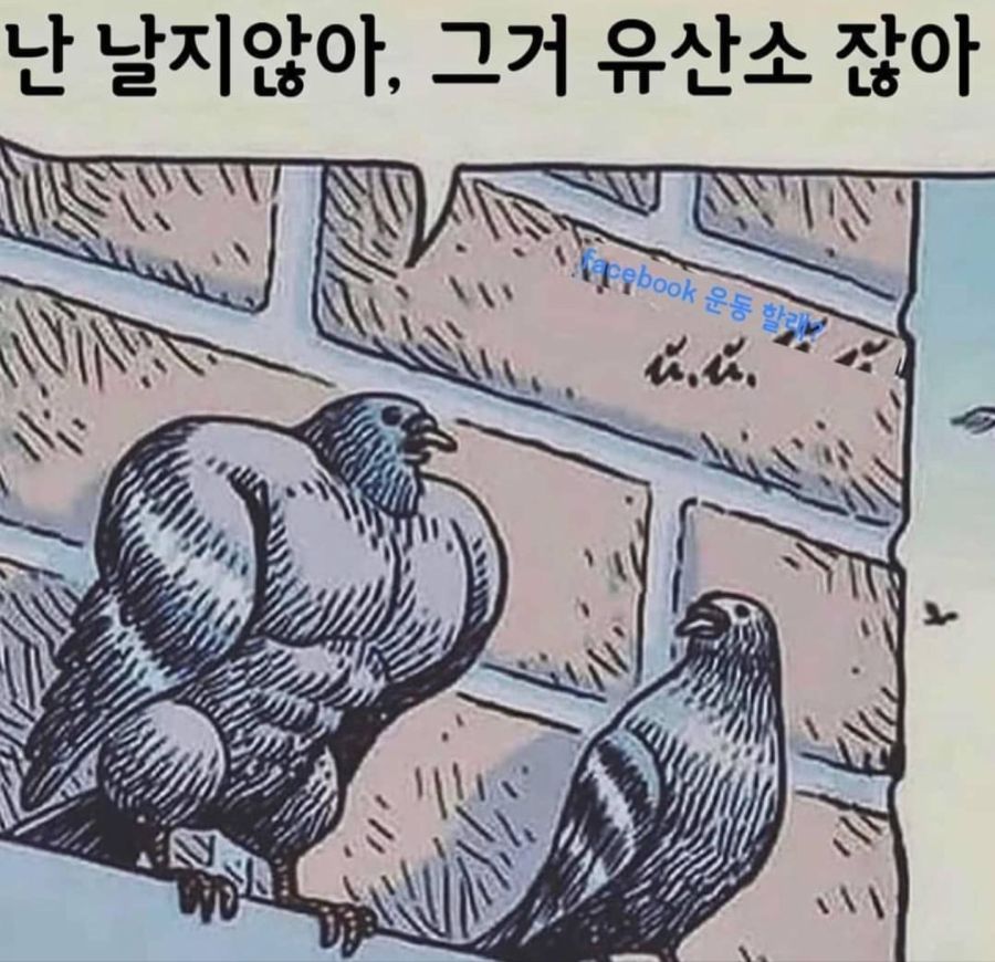 날지않는 새.jpg