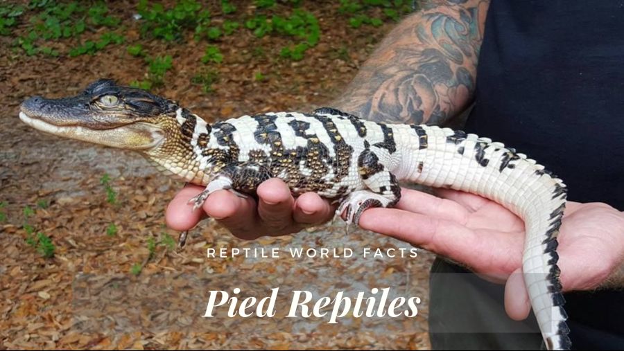 Reptile-world-facts-pied-reptiles.png