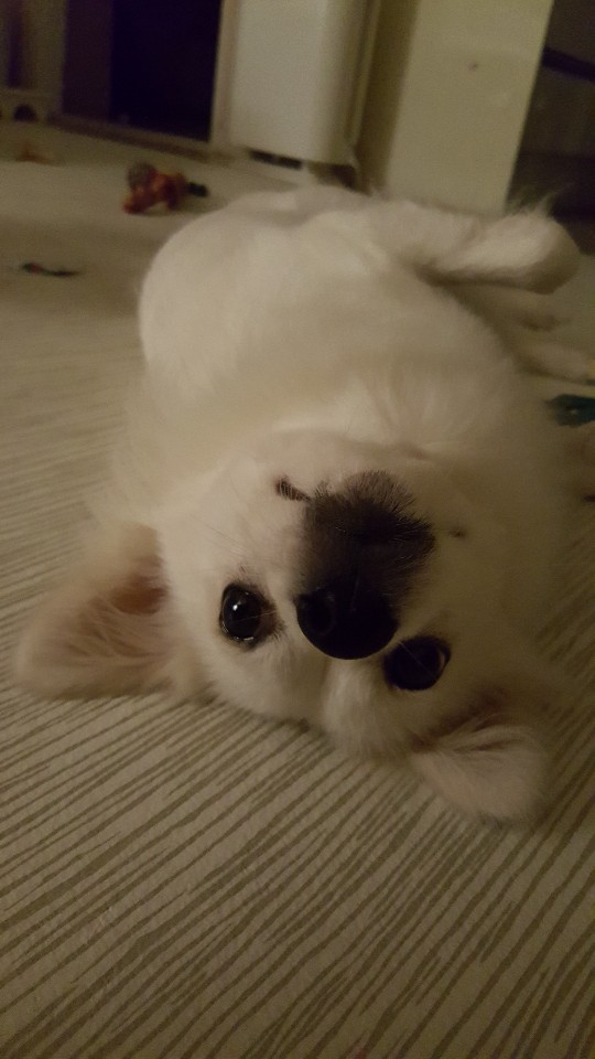 색다른 대전 액션! 짱돌 부수기 1인 발매_9.jpg