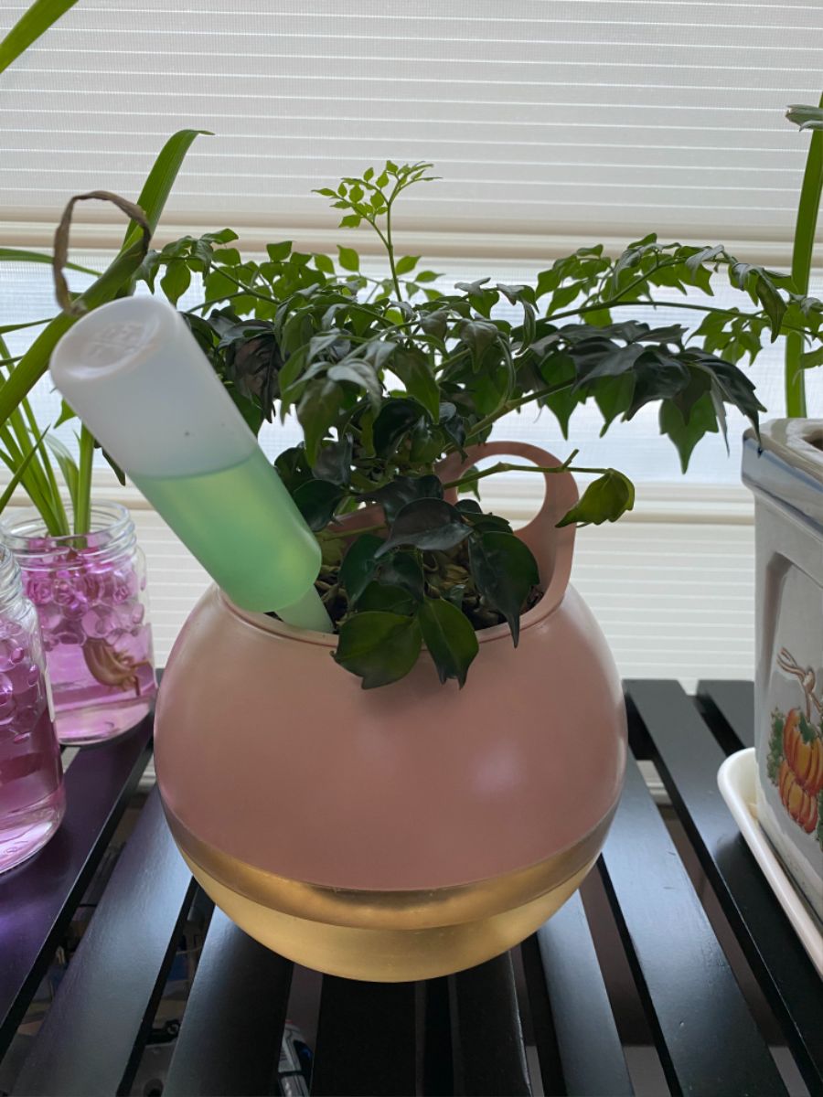 두달 정도 키웠는데 죽어가는것 같습니다 살수 있는 방법 부탁드립니다_2.jpg