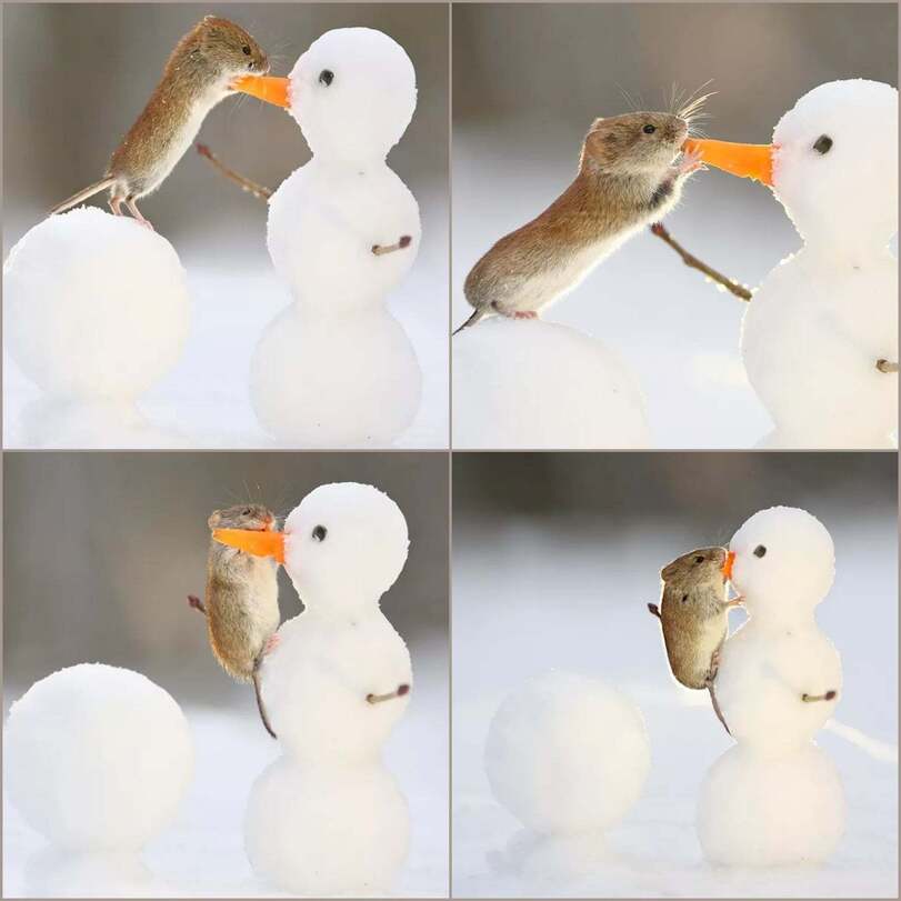 живность-мышка-снеговик-морковка-6337965.jpeg