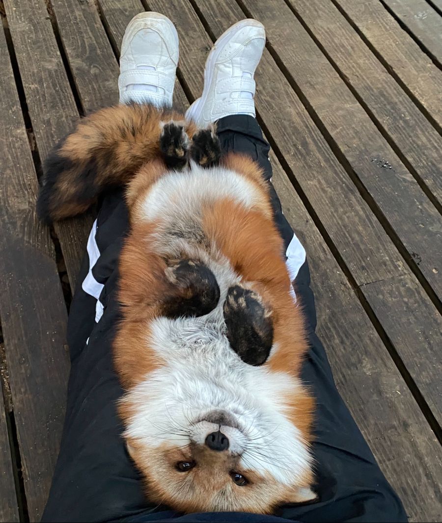 사람 홀리는 짓을 왜 여우같다고 할까?.fox_2.jpg
