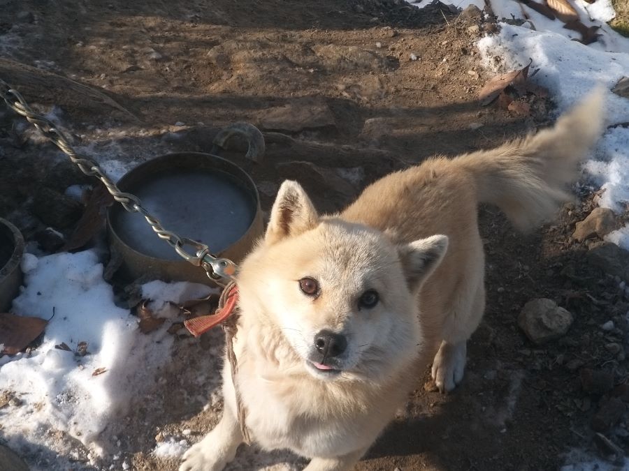 시골 강아지_1.jpg