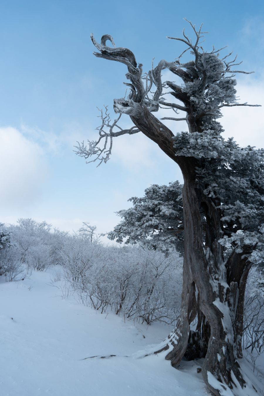 180109ㆍ113124_태백산,문수봉~천제단_N1091197_13.jpg