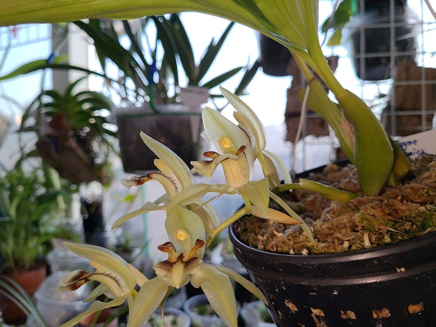 Coelogyne assamica_2.jpg