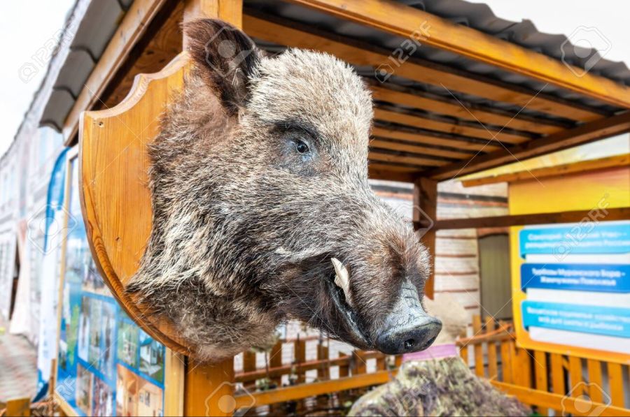 145416985-wild-boar-animal-head-with-big-tusks-on-wood-shield-hunting-trophy-as-a-decoration-object.jpg