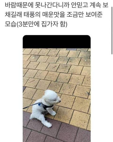 태풍의 매운맛을 느낀 강아지1.jpg