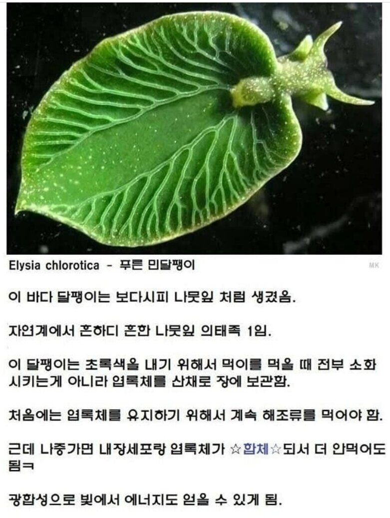 01따라하다 진짜가 됨.jpg