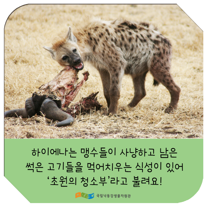 블로그_다른듯닮은생물_하이에나와-아프리카들개_1.png