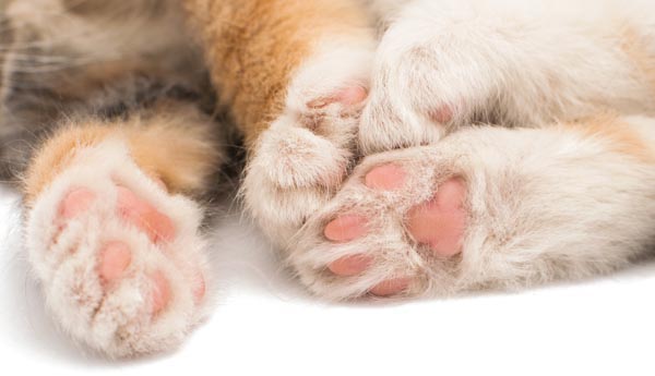 1-Cat-Paws-shutterstock_224014087_2.jpg