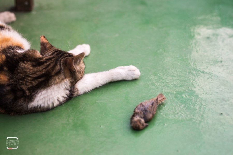 요즘 길가에 참새가 안 보이는 이유_4.jpg