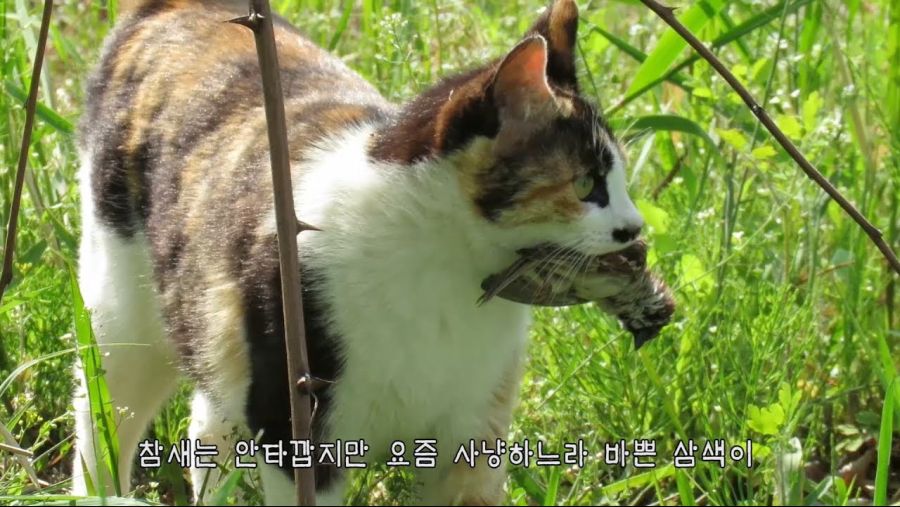 요즘 길가에 참새가 안 보이는 이유_8.jpg