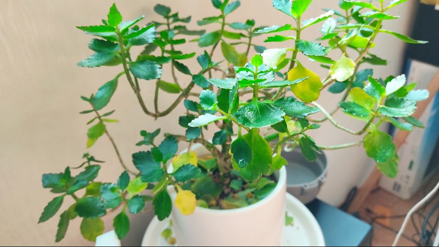 잎사귀 노랗게 색 변하면서 떨어지는 현상_1.jpg