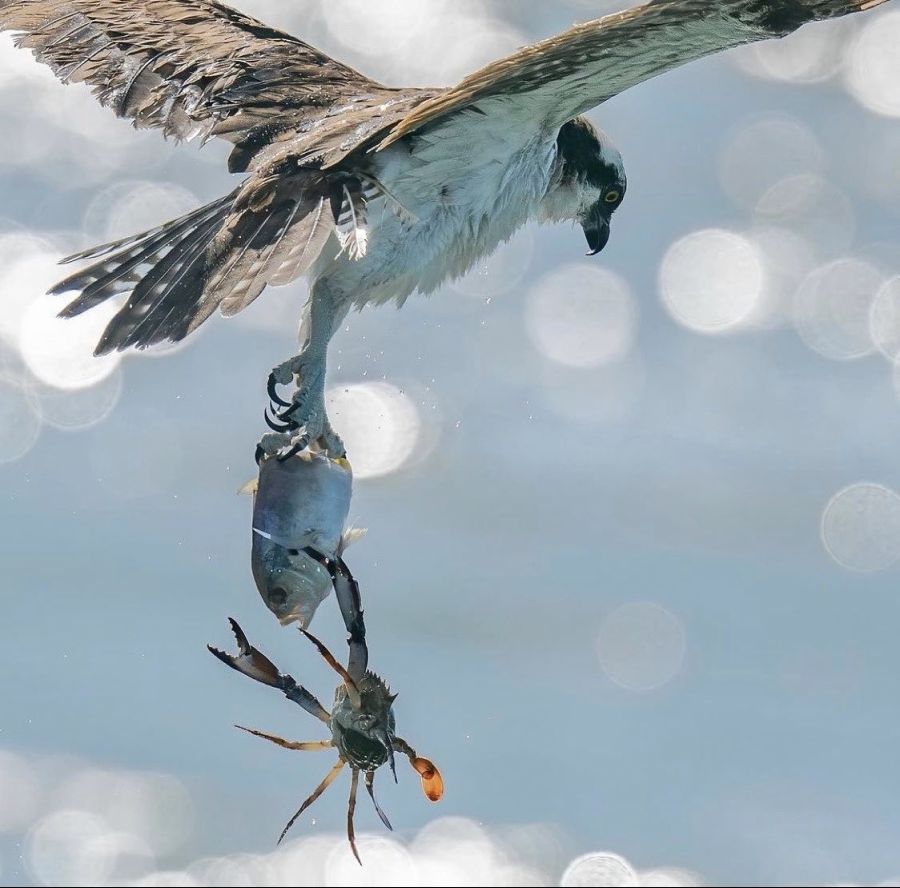 매의 만선🎣 | 유머 게시판 | 루리웹