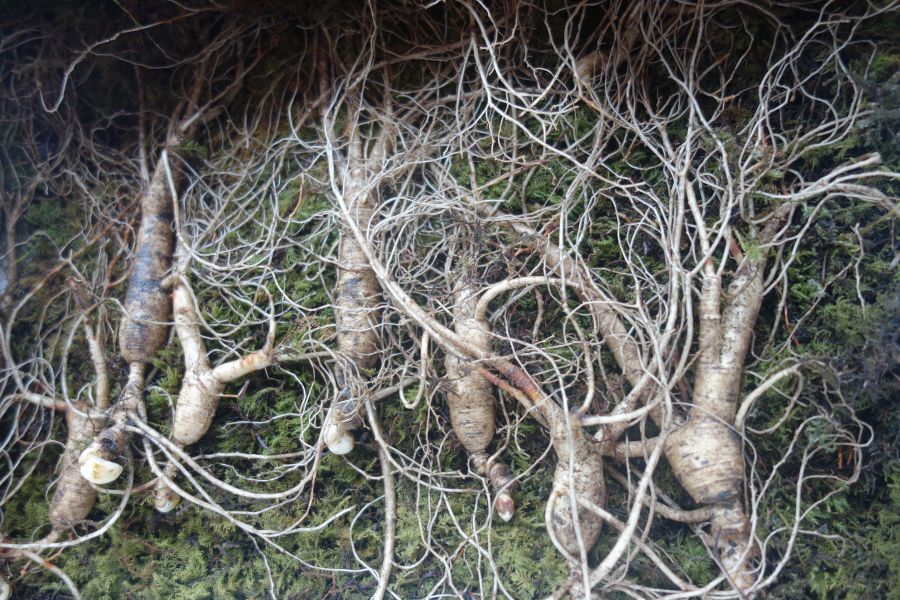 강원도 장뇌삼입니다~_4.jpg