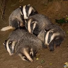 각 동물 별 무리 이름_5.jpg