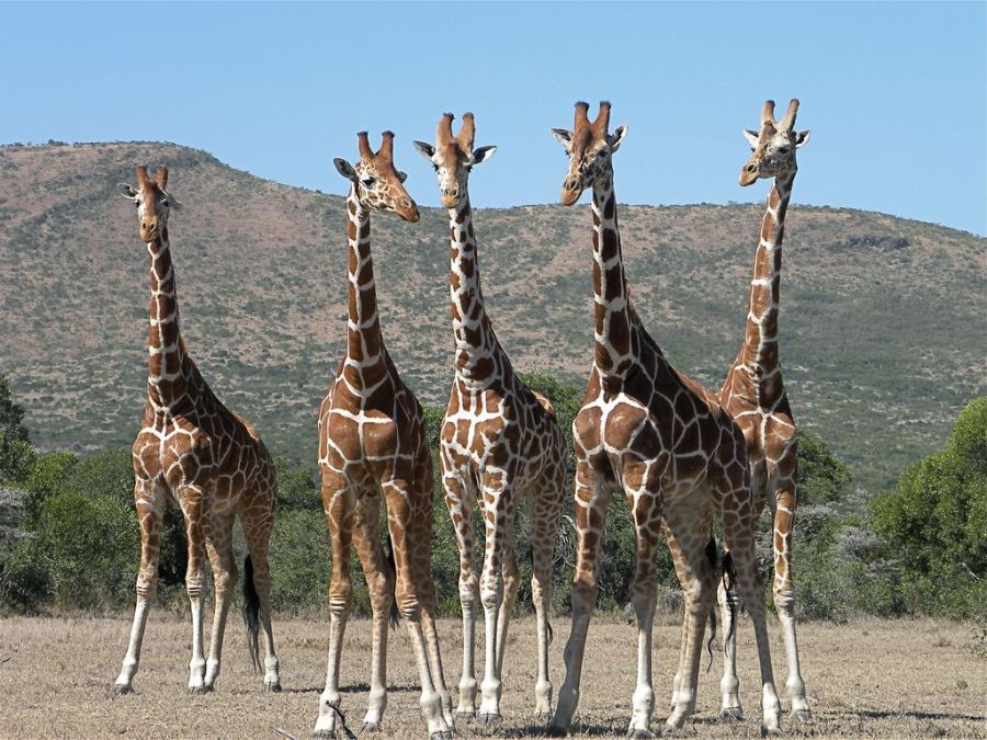 각 동물 별 무리 이름_9.jpg