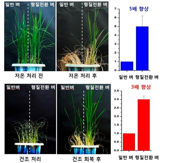 쌀에 미친 민족 한민족._2.jpg