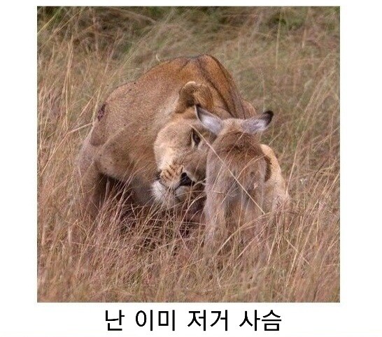 사자가 사슴을 붙잡고 말했다_4.jpg