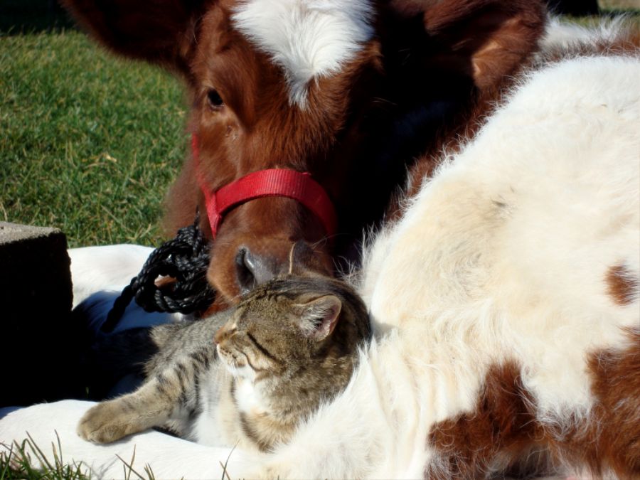 cat-and-cow.jpg