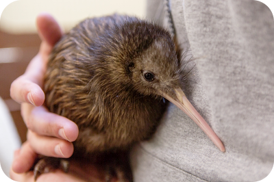 Laptick_Kiwi Bird New Zealand.png