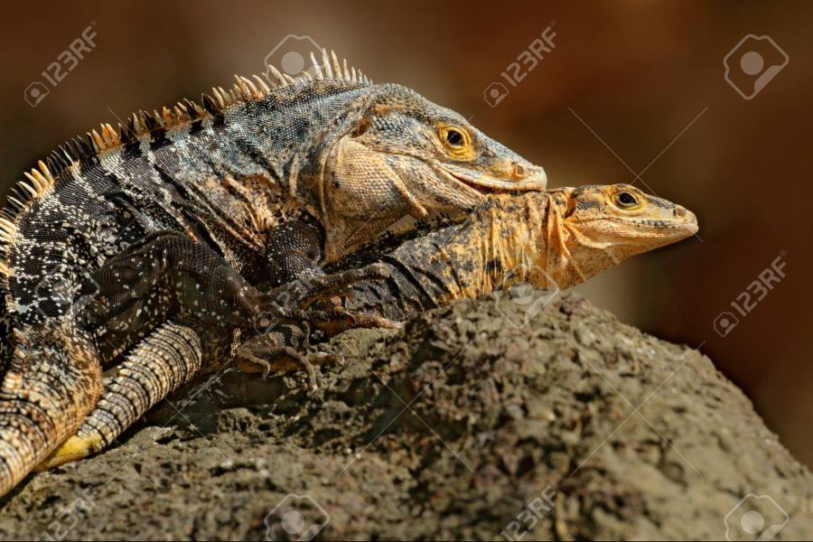 93598999-lizard-mating-pair-of-reptiles-black-iguana-ctenosaura-similis-male-female-sitting-on-black-stone-ch.jpg