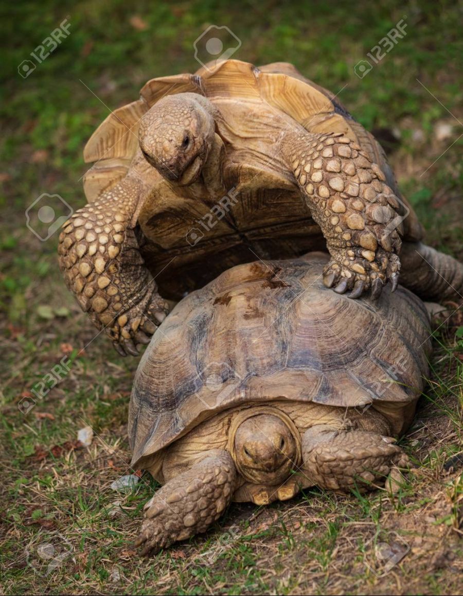 110120368-large-mountain-tortoises-mating-having-ㅅㅅ.jpg