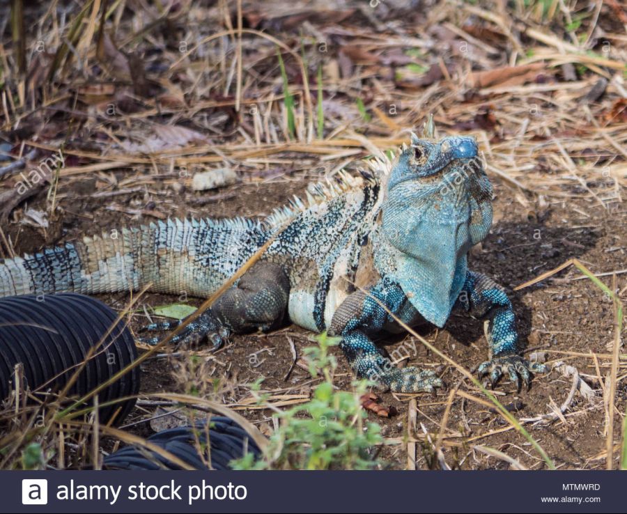 blue-spiny-tailed-iguana-ctenosaura-similis-on-the-dry-forest-floor-of-peninsula-papagayo-in-the-guanacaste-region-of-costa-rica-MTMWRD.jpg