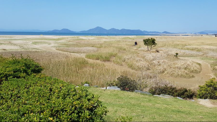 봄의 정령꽃(연제구청,다대포 해변공원)_2.jpg