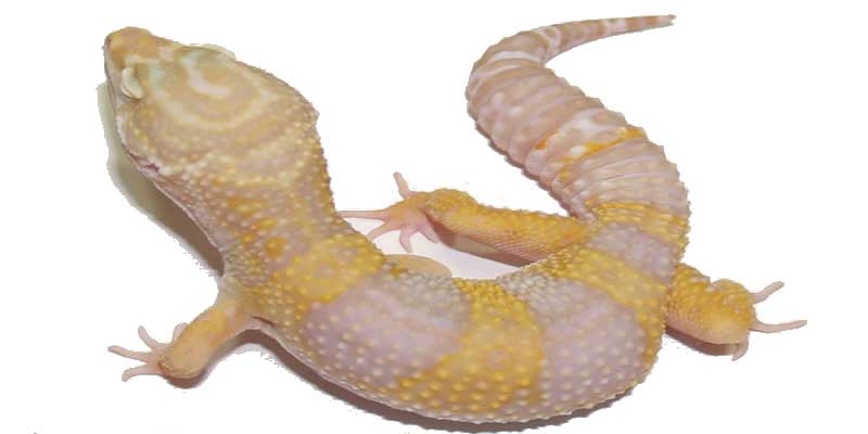 양서파충류)개량된 파충류의 유전병으로 달린다 질문받는다(혐주의)_2.jpg