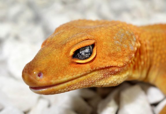 양서파충류)개량된 파충류의 유전병으로 달린다 질문받는다(혐주의)_11.jpg