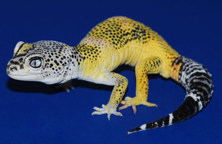 양서파충류)개량된 파충류의 유전병으로 달린다 질문받는다(혐주의)_14.jpg