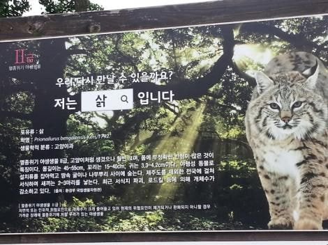 칡 고양이의 진실_2.jpeg
